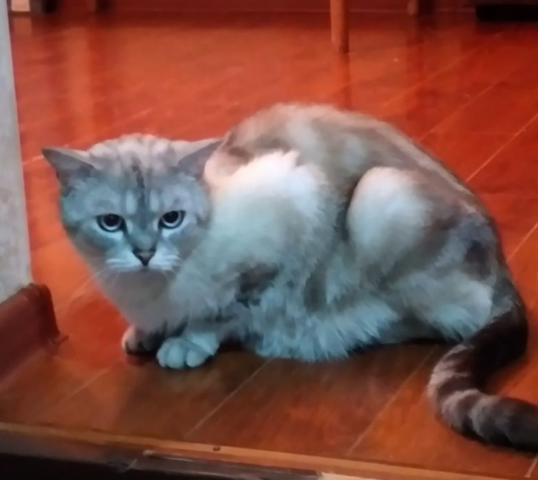 Отдадим красивого кота