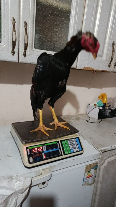 Майский шөже сатылады