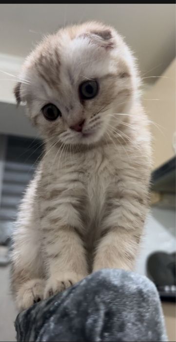 Продается котик 2 месяца