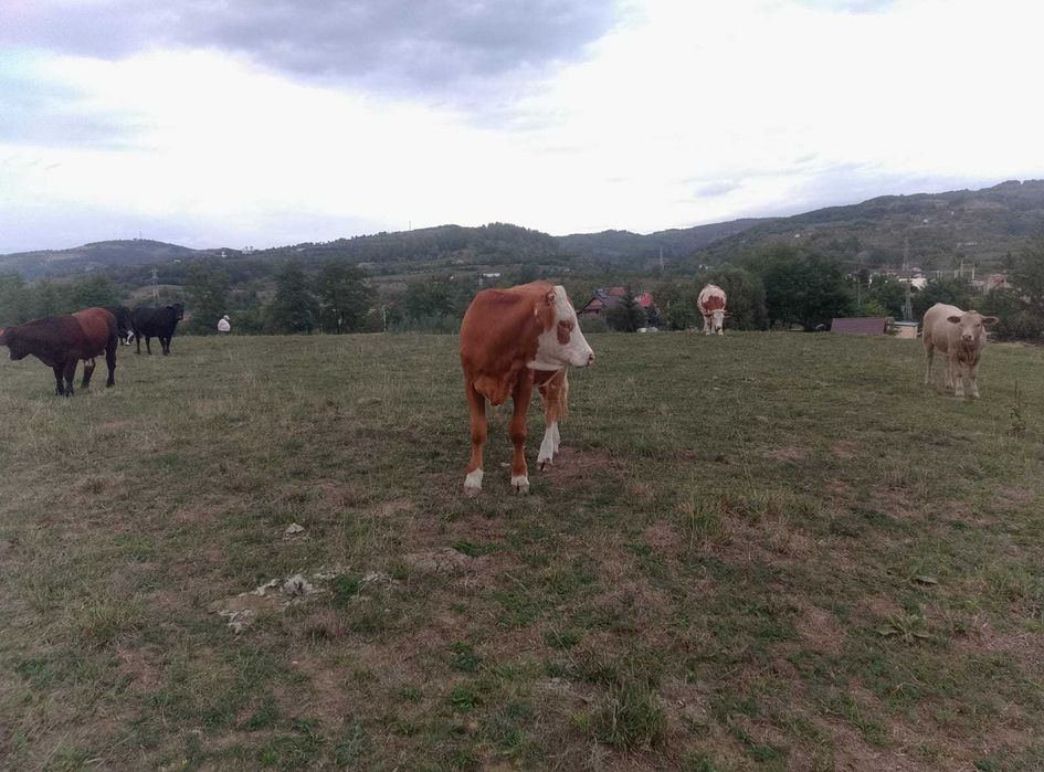 Juninca de vanzare