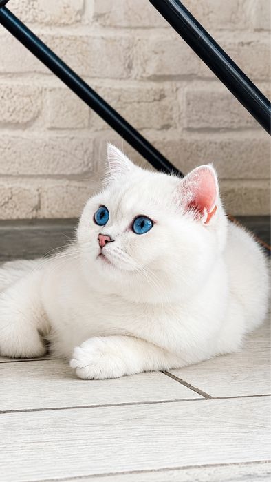 British shorthair