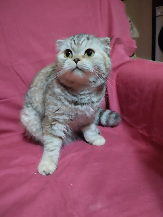 Продам  двух  кошечек, скотиш фолд  и  cтрайт .