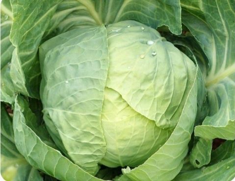 Varză Calitativă 2lei/kg