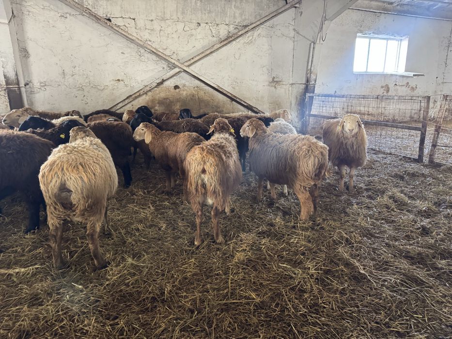 Продам кошкаров на племя