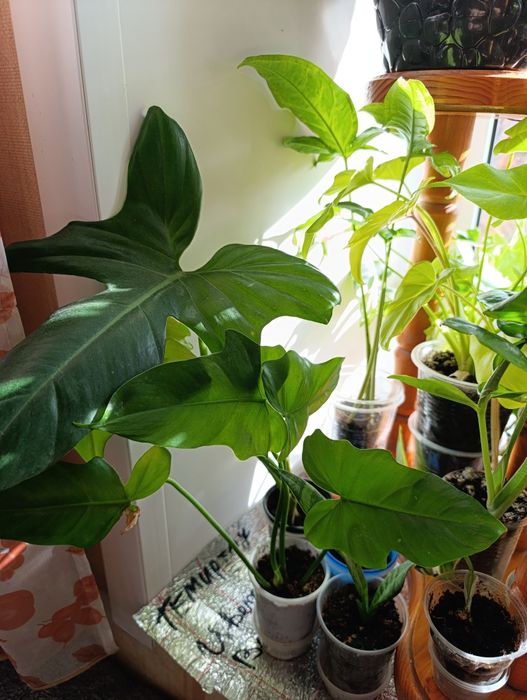 Сингониумы и филодендроны