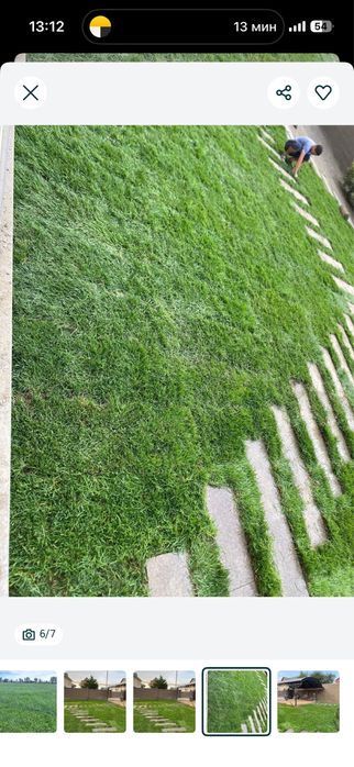 Газон дайын жерге койылатын