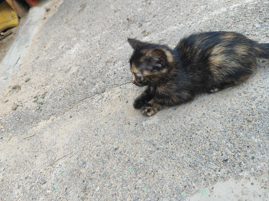 Отдам котят в хорошие руки