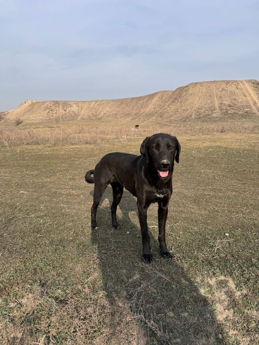 Майоркская овчарка