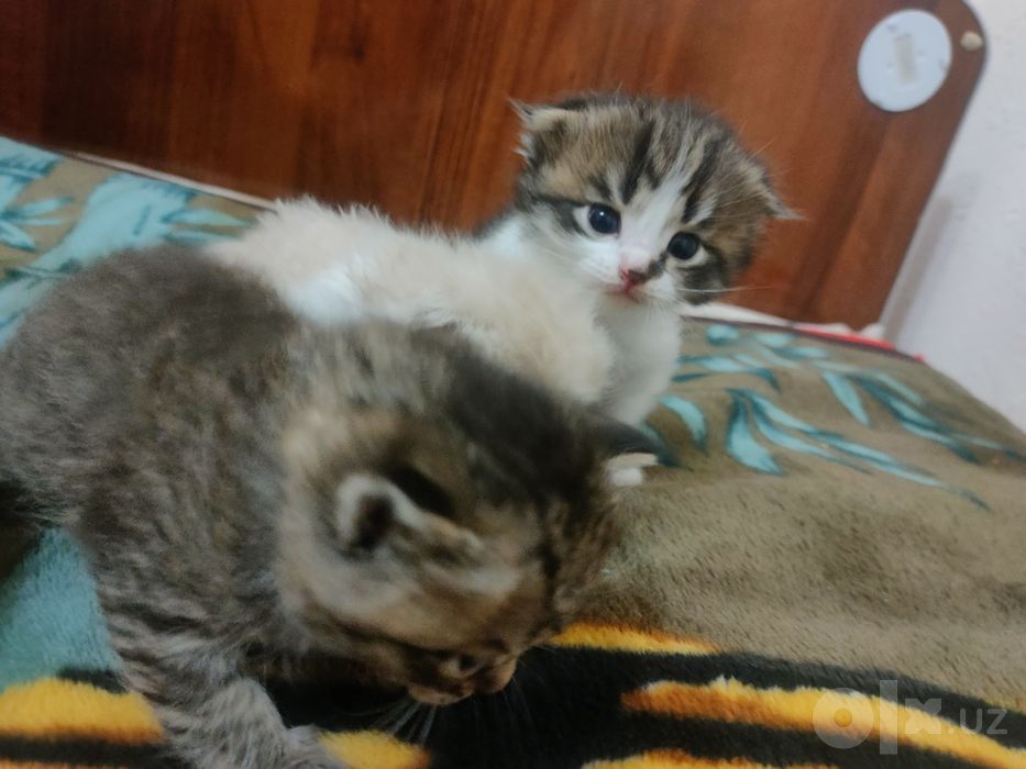 Продам котят -(4)-