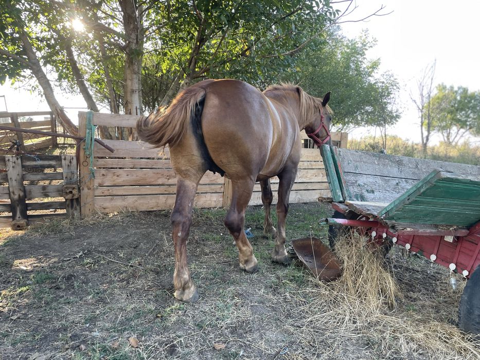 Iapa 4ani talie mare aproximativ 900-1000kg