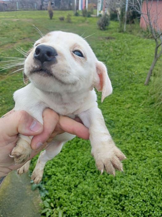 Джак Ръсел Териер Мини