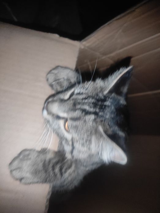 Отдам котенка в добрые руки