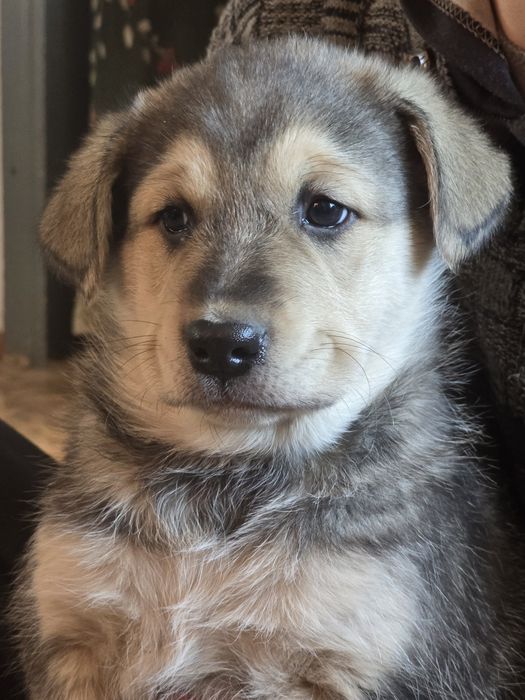 Отдам щенков от крупной