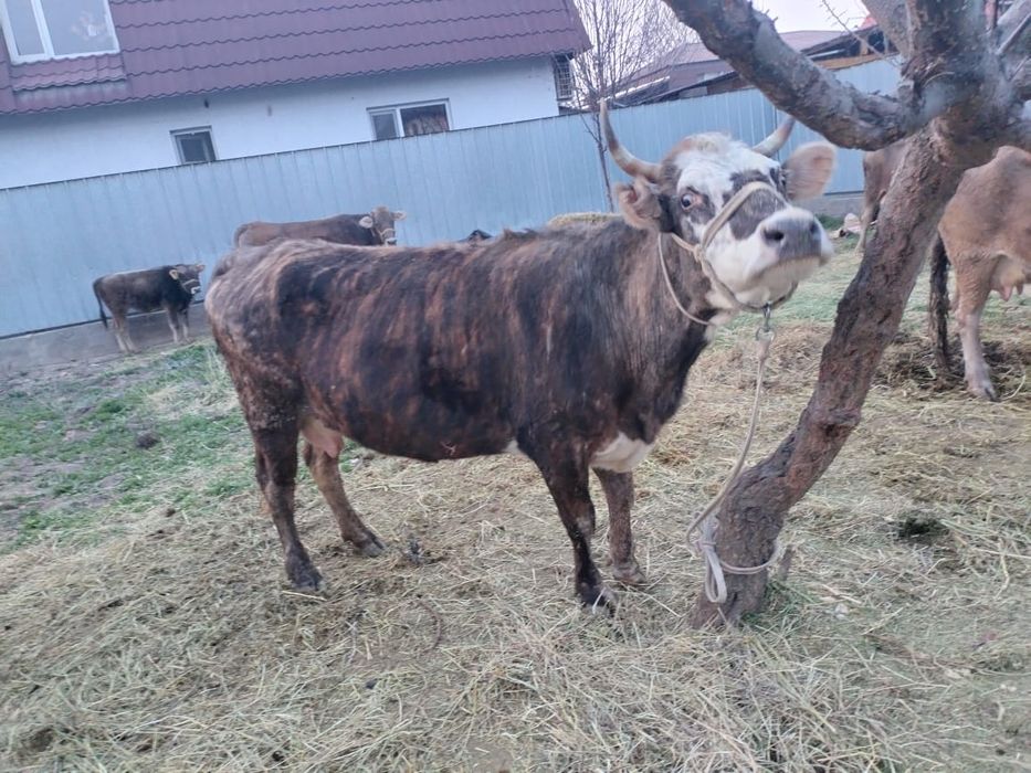 Корова с теленком