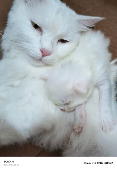 Турк ангораси сотишга тайëр