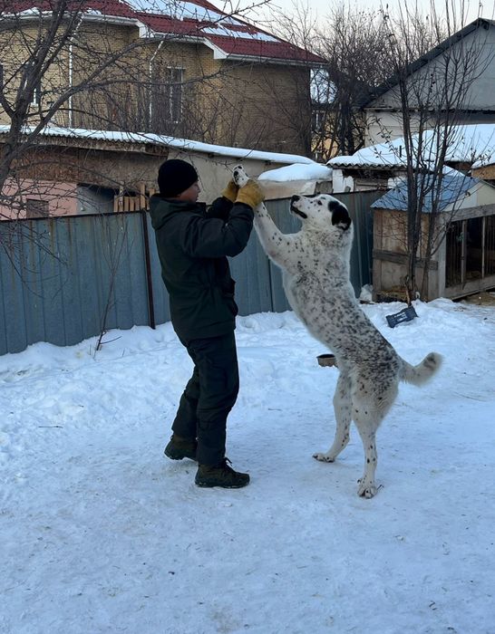 Продаётся щенок алабая