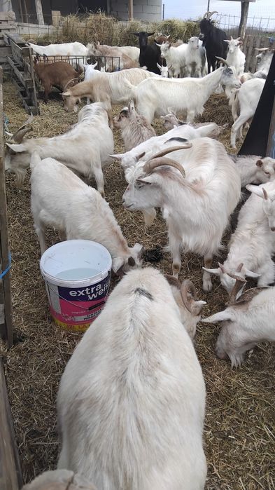 Iezi de tăiat și capre cu lapte