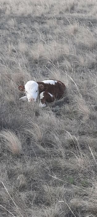 Бузау сатылады 2 бас