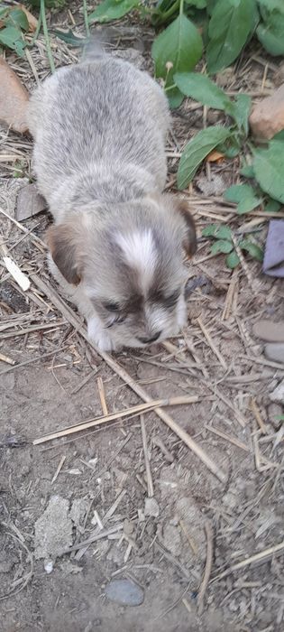 Donez metis 2 fetițe  gratis