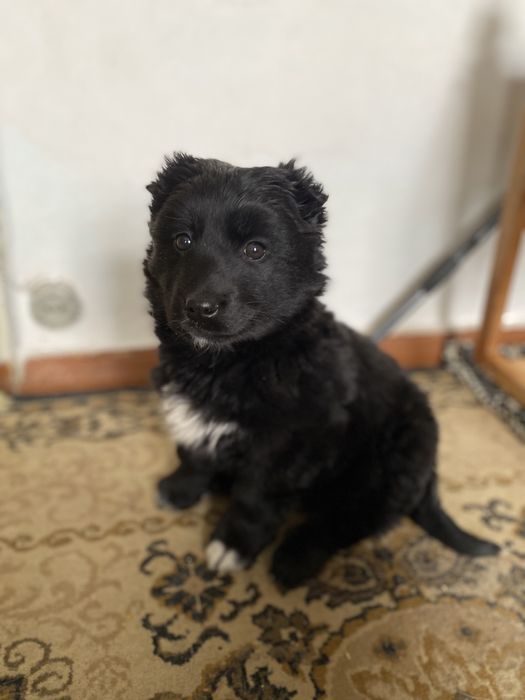 Отдам в добрые руки малышку