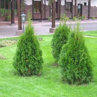 Ландшафтный дизайн, газон