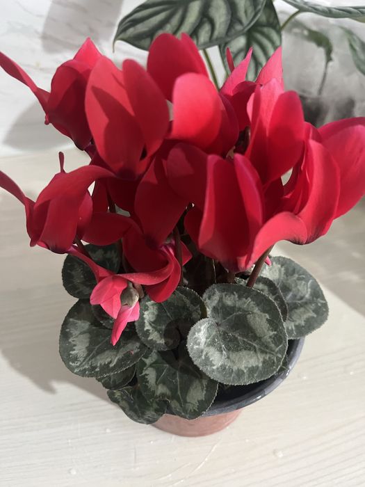 Комнатные растения