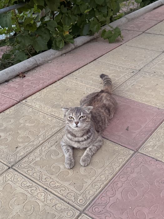 Кошка Ласковая отдам в добрые руки