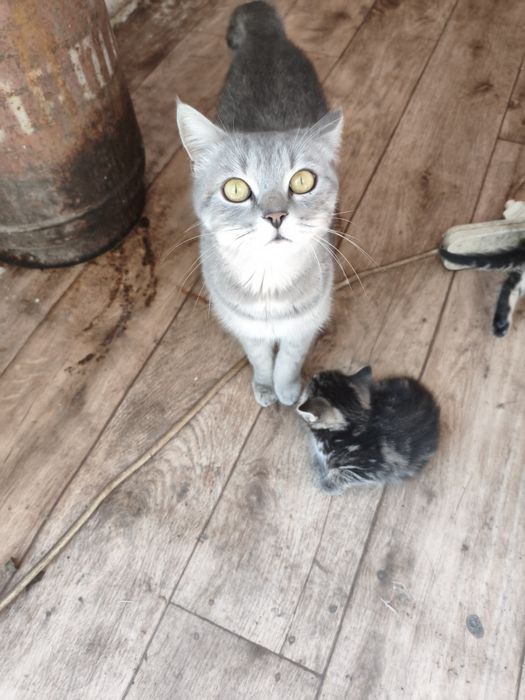 Котята крысоловы