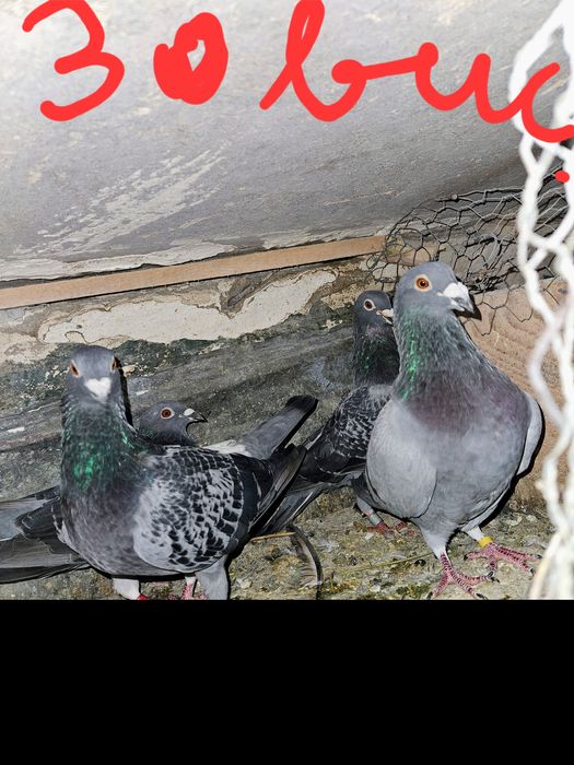 Vand porumbei voiajori !