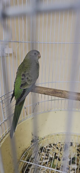 Певчий попугай атлас