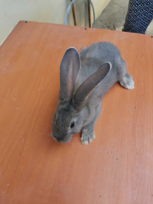 Iepuroaice de prasila