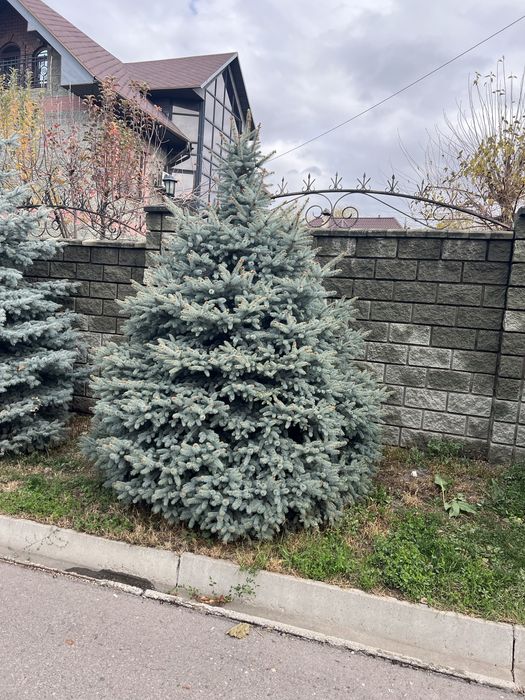 Продам голубые ель высотой от 4 м до 7 м