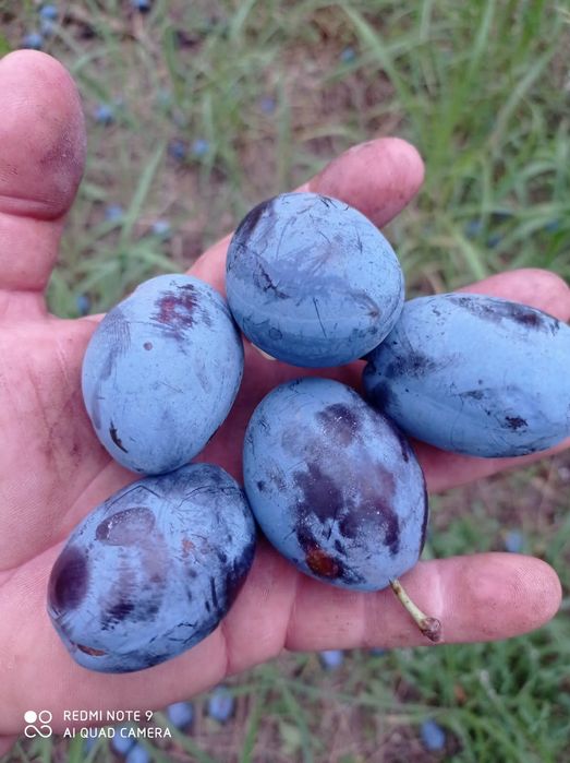 Продавам сливи Стенлей
