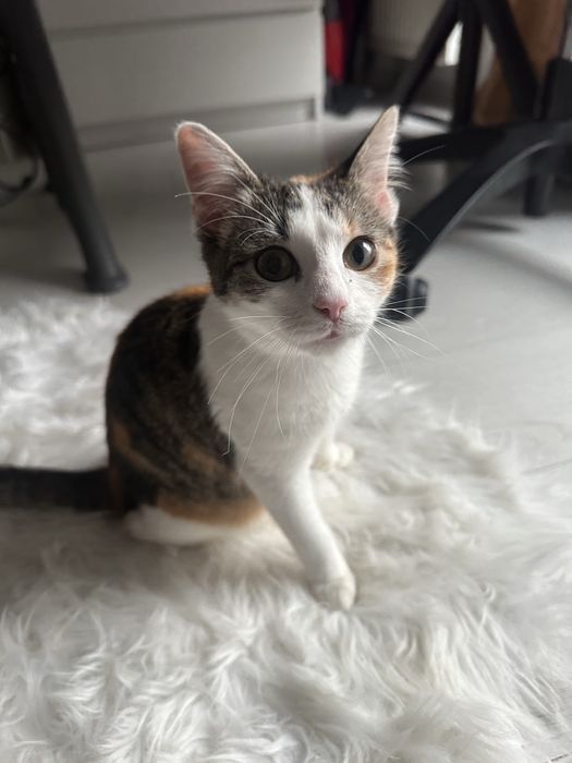 Zambolina cauta casuta