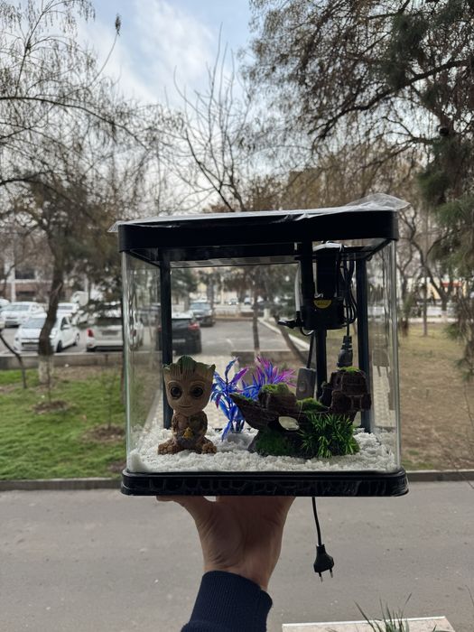 Akvarium siaftli va hamyonbob