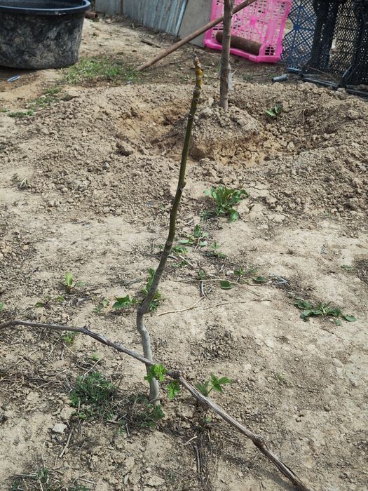 Жаңғақ көшеті сатылады.