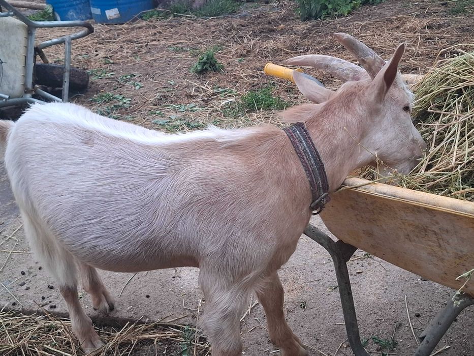 Țap de vânzare, 5 luni