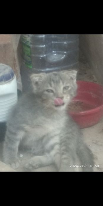 Кошка вислоухие пушистая