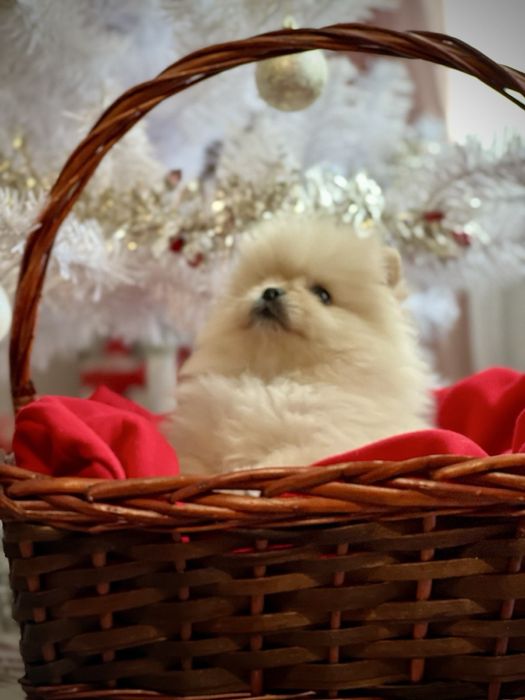 Мини померан померан