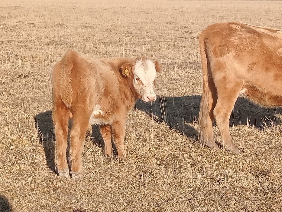 Еркек подсостар сатылады