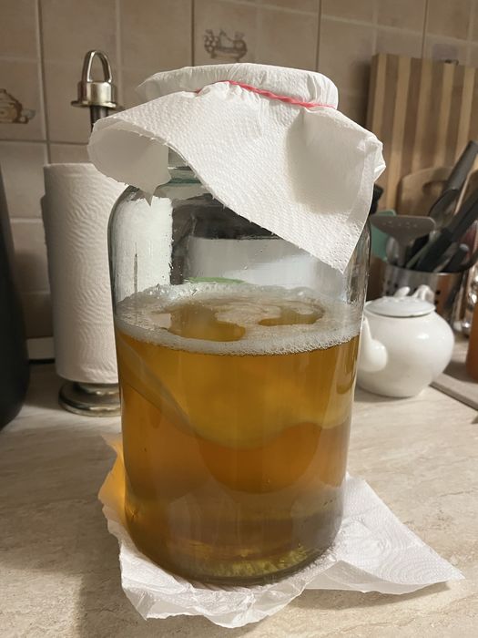 Ciuperca pentru Kombucha