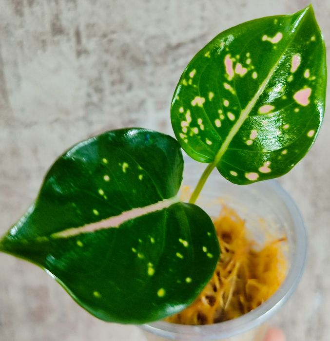 Тайские Аглаонемы