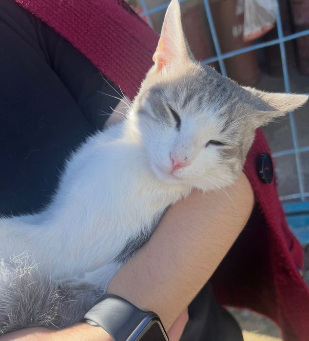 Спасите котика пожалуйста