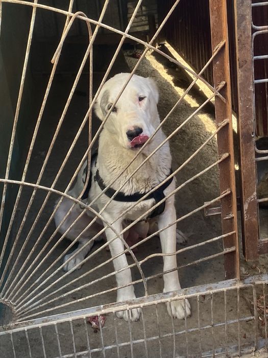 Продается сука 1.5 лет алабай сао