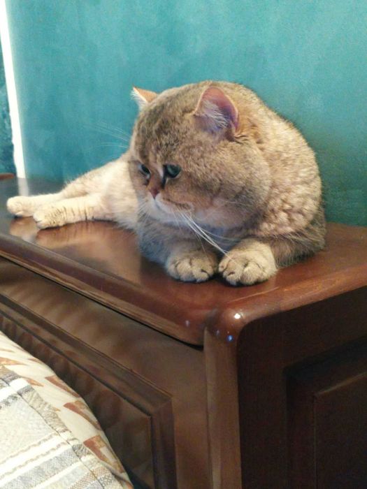 Златни чинчили шотландски котенца