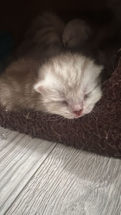 Вязка. Шотландский кот.