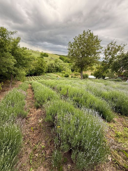 Proprietate de Vanzare In Sat Dalga, Comuna Calopăr - 2900mp| Doua Case batranesti + Plantație de lavanda anul 6