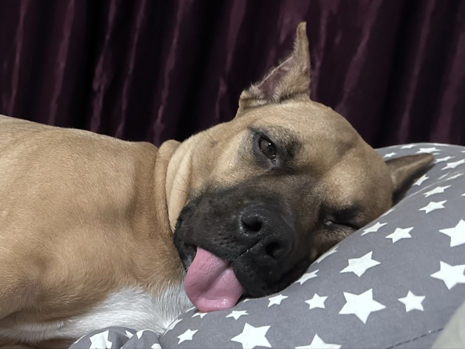 Отдам щенков Стаффорд