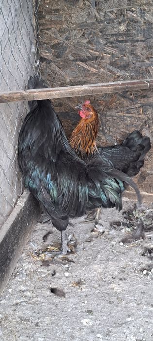 Ayam cemani  disponibili