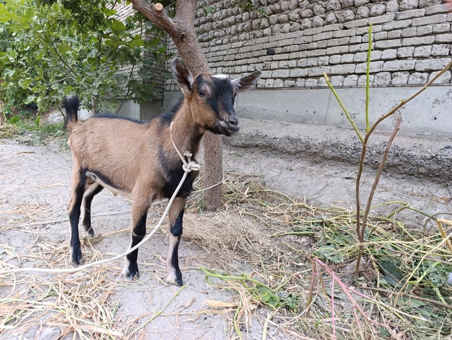 Sog'lom. Alpen takasi